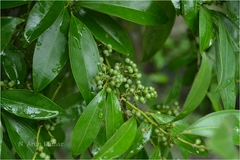 Cocculus laurifolius